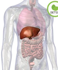 Lung Support Herbal Capsules, Natural Respiratory & Lung Health Support - Image 2