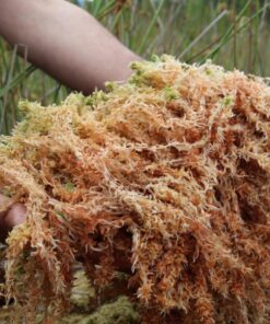 Alternative view of Sea Moss & Bladderwrack Herbal Capsules | Natural Mineral & Thyroid Support Wellness Formula