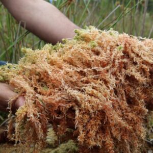 Alternative view of Seamoss & Bladderwrack